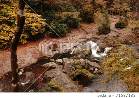 紅葉で色付く秋の菊池渓谷 紅葉で色付く秋の菊池渓谷 71587135