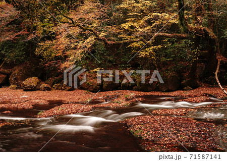 紅葉で色付く秋の菊池渓谷 71587141