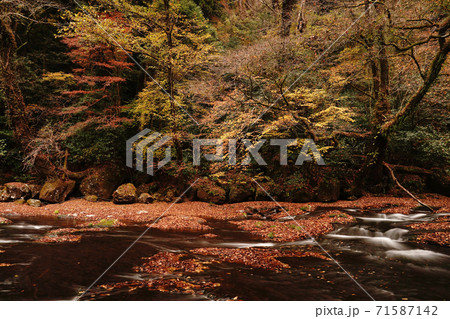 紅葉で色付く秋の菊池渓谷 紅葉で色付く秋の菊池渓谷 71587142