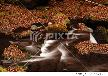 紅葉で色付く秋の菊池渓谷 71587157