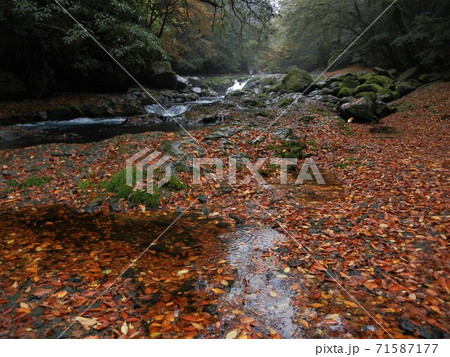 日本の川景色:熊本県の菊地渓谷の菊地川と紅葉 日本の川景色:熊本県の菊地渓谷の菊地川と紅葉 71587177