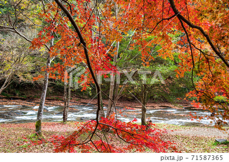 遊水峡の秋の紅葉風景 遊水峡の秋の紅葉風景 71587365