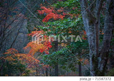 遊水峡の秋の紅葉風景 遊水峡の秋の紅葉風景 71587372