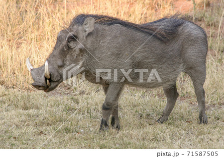 Common gray warthog Common gray warthog 71587505