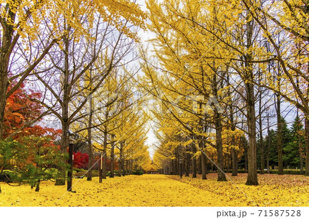 山形県総合運動公園のいちょう並木　落ち葉のじゅうたん　山形県天童市　 71587528