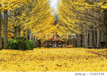 山形県総合運動公園のいちょう並木　落ち葉のじゅうたん　山形県天童市　 71587539