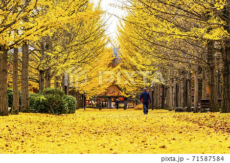 山形県総合運動公園のいちょう並木 落ち葉のじゅうたん 山形県天童市 山形県総合運動公園のいちょう並木 落ち葉のじゅうたん 山形県天童市 71587584