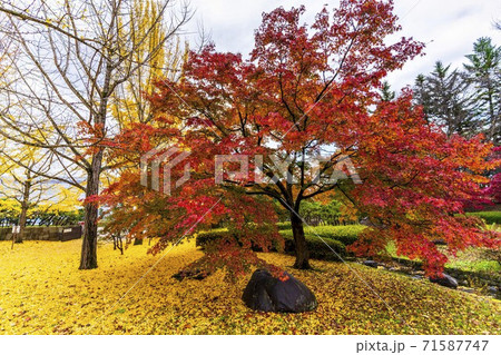 山形県総合運動公園　モミジの紅葉　山形県天童市 71587747