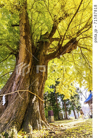 新宮熊野神社　長床の大銀杏　福島県喜多方市 71587818