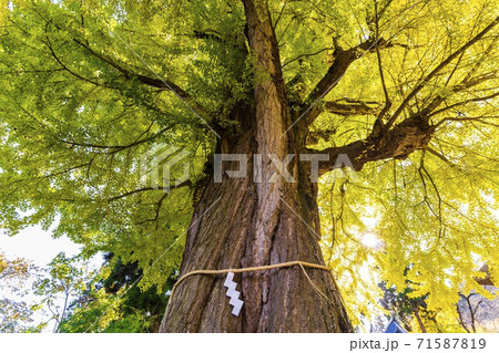 新宮熊野神社　長床の大銀杏　福島県喜多方市 71587819