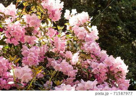 Azalea pink blossoming in park Azalea pink blossoming in park 71587977