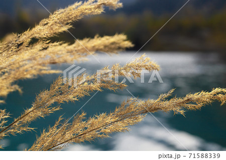Yellow branch of a plant on a blurred lake background. Nature in the fall Yellow branch of a plant on a blurred lake background. Nature in the fall 71588339