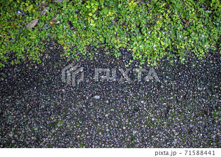 舗装された歩道と植物 The pavement with some green plants 71588441