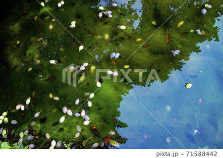 池に浮かぶ落ち葉と実 1 The pond with some leaves and fruits 71588442