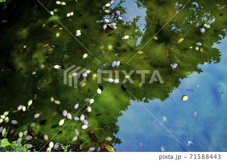 池に浮かぶ落ち葉と実 2 The pond with some leaves and fruits 71588443