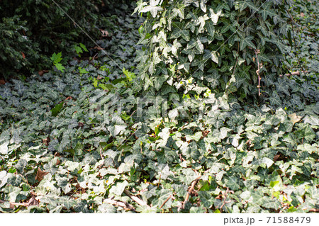 Spring white flowers in nature 71588479