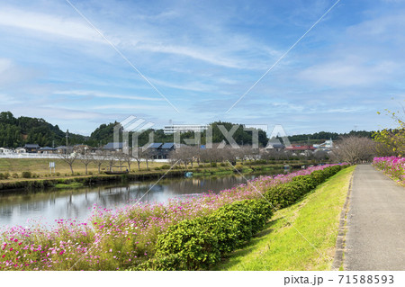 川沿いの秋桜 川沿いの秋桜 71588593