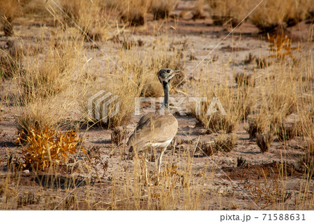 Ruppell's Bustard in Etosha National Park, Namibia 71588631