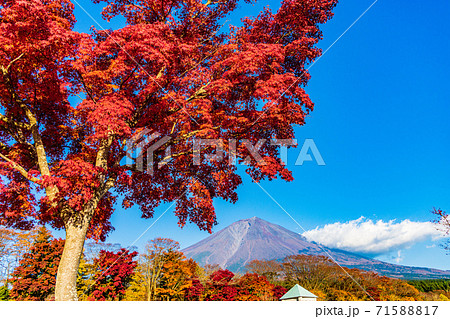 （静岡県）真っ赤な紅葉と富士山 71588817