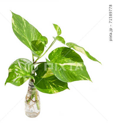 Fresh green Spotted betel plant in white plastic reuse bottle isolated on white background with clipping path 71589778