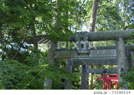 日本寺 岡田稲荷の鳥居と色づき始めた楓 日本寺 岡田稲荷の鳥居と色づき始めた楓 71590314