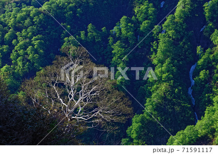 谷川岳・西黒尾根の登りから見る新緑の山肌 谷川岳・西黒尾根の登りから見る新緑の山肌 71591117