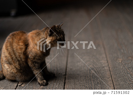 座っている猫 71591302