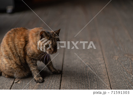 座っている猫 座っている猫 71591303