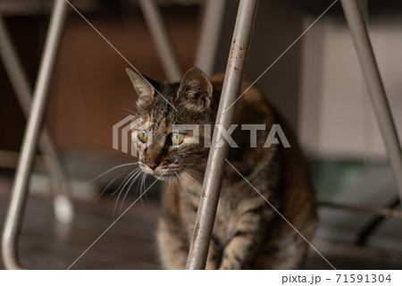 座っている猫 71591304