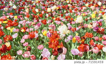 カラフルなチューリップの花 チューリップ畑の写真素材