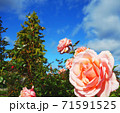 ピンクのバラ 青空 71591525