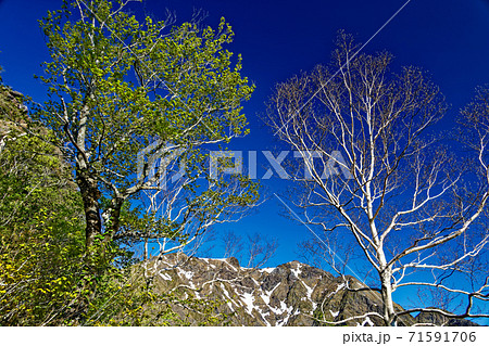 新緑の西黒尾根の登りから見上げる残雪の谷川岳 新緑の西黒尾根の登りから見上げる残雪の谷川岳 71591706