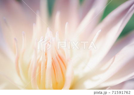 Beautiful close up pink lotus flower or waterlily for background 71591762