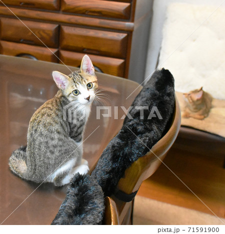 食卓の上に乗ってしまったサバトラの仔猫 食卓の上に乗ってしまったサバトラの仔猫 71591900