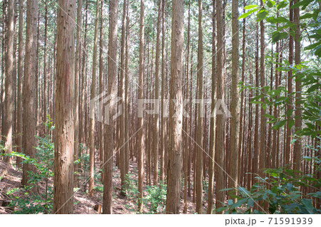 【大阪府】和泉葛城山の杉林 71591939