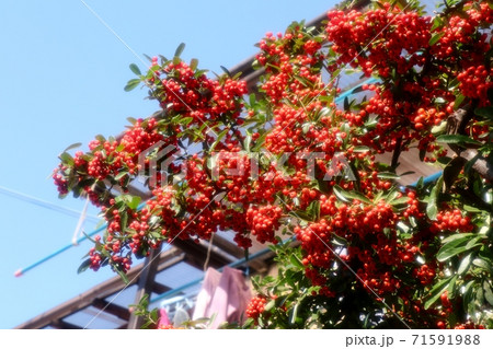 木の実 ピラカンサスの赤い実 青空の写真素材