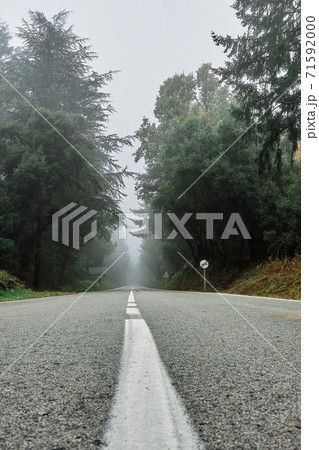 Foggy day in the forest over the asphalt road. Foggy day in the forest over the asphalt road. 71592000