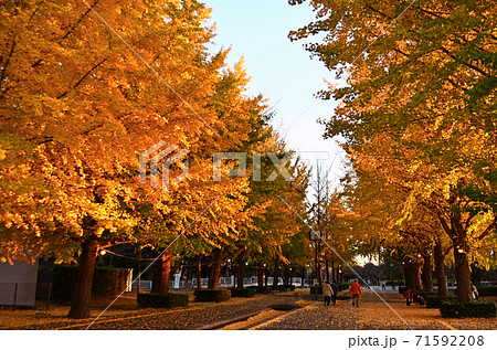 夕陽に染まる本庄総合公園の銀杏並木 71592208