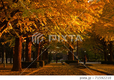 夕陽に染まる本庄総合公園の銀杏並木 71592210