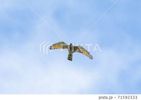 サシバ雄成鳥飛翔 71592333
