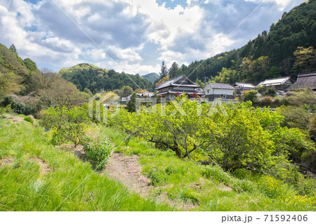 【大阪府】新録時期の田舎風景 【大阪府】新録時期の田舎風景 71592406