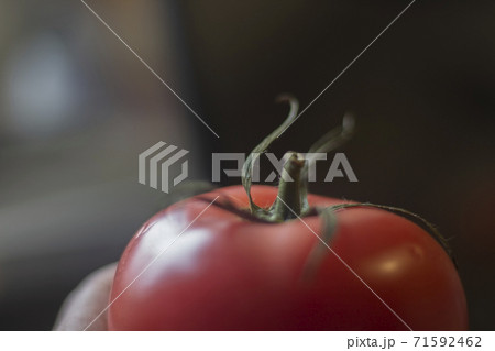 Tomato in hand. Red vegetable.  71592462