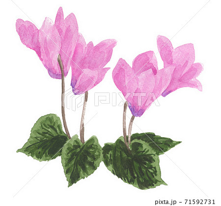 Cyclamen1117pix7のイラスト素材