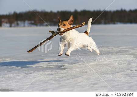 Happy dog playing with wooden stick outdoors on ice of frosen lake in Central Finland on winter day 71592834