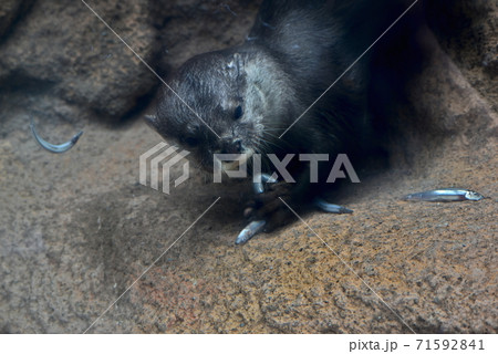 とべ動物園　カワウソ　獺 71592841