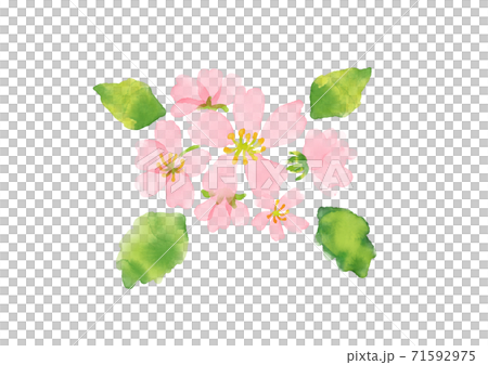 水彩サクラの挿絵 71592975