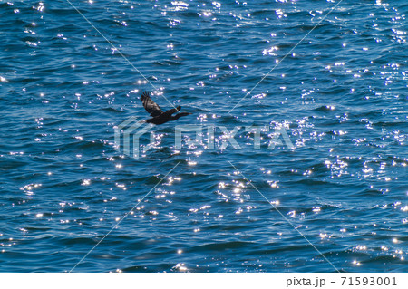 海面すれすれに飛ぶ海鳥(ウミウ) 海面すれすれに飛ぶ海鳥(ウミウ) 71593001