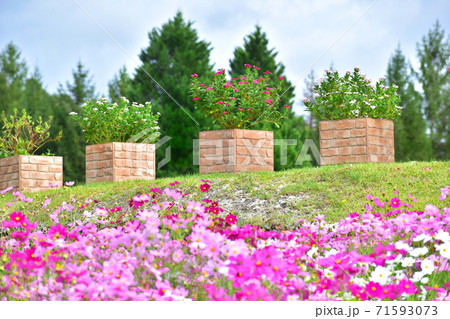 コスモス　備北丘陵公園 71593073
