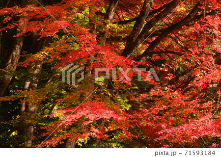 広島県三原市佛通寺の紅葉 71593184