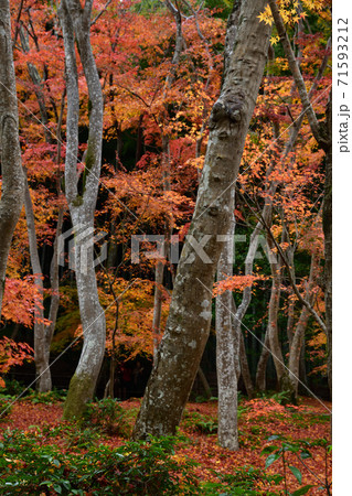 祇王寺の紅葉 祇王寺の紅葉 71593212